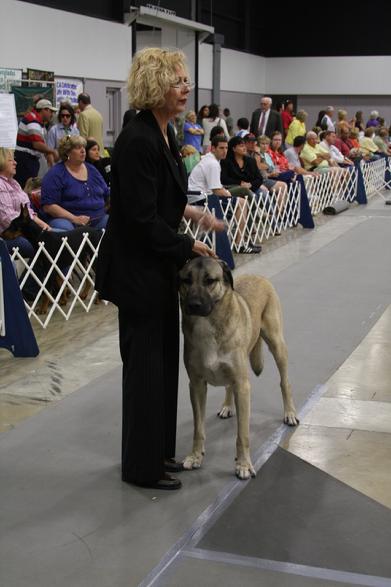 Anatolian Shepherd