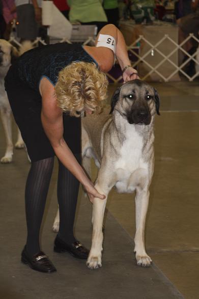 Anatolian Shepherd